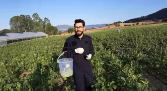 Ziraat Mühendisi Bamyayı Ucuza Satıyor