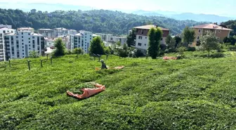 Rize'de çay üreticileri 3. sürgün hasat dönemi için çay bahçelerine girmeye başladı