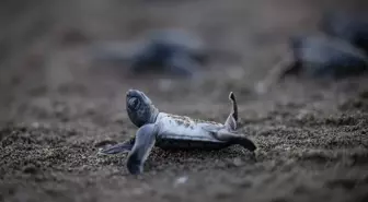 Akyatan Lagünü'nde Kaplumbağa Yavruları Denize Ulaşıyor