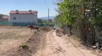 Alevlenen yangından hayvanlarını böyle kaçırdı