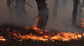 Orman Yangınında Hayvanları Kurtarmaya Çalışan Köylülerin Anları Kameraya Yansıdı