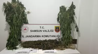 Samsun Ayvacık'ta Uyuşturucu Operasyonu: 1 Şüpheli Yakalandı