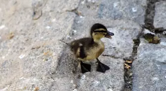 Kuğulu Park'ta 8 Yavru Ördek Suya Bırakıldı