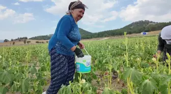 Bolu'da bamya üreticisi işçi maliyetlerini düşürmek için tarlasını yarı fiyatına açtı