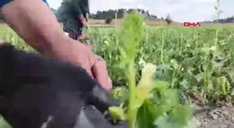 Ziraat Mühendisi, Kendin Topla Ucuz Al Kampanyası Başlattı