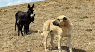 Sadakat örneği gösteren köpek, doğum yapan eşeği yalnız bırakmadı