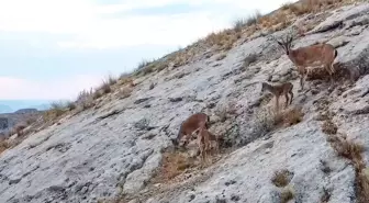 Malatya'da dağ keçileri dronla görüntülendi