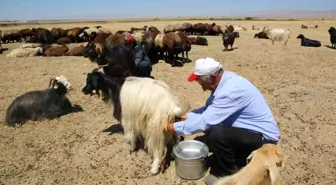 Muş Ovası'nda hayvanları erkekler sağıyor