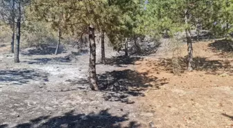 Tokat'ın Turhal ilçesinde ormanlık alanda yangın çıktı