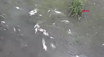 Yeşilırmak Nehri'nde Balık Ölümleri