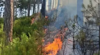 Aydın'da Ormanda Çıkan Yangın Kontrol Altına Alındı