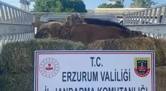 Erzurum'da 8 Büyükbaş Hayvan Hırsızlığı: 1 Şüpheli Tutuklandı