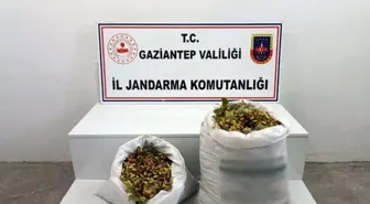 Gaziantep'te 515 kilogram Antep fıstığı çalan şüpheliler suçüstü yakalandı