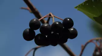 Şenpazar, Aronya İlçesi Haline Geldi