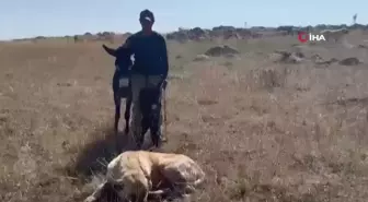 'Kral' bu kez sürünün eşeğine sahip çıktı