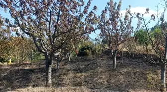 Amasya'nın Taşova ilçesinde meyve bahçeleri yangında zarar gördü