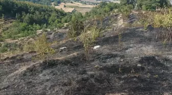 Amasya'nın Taşova ilçesinde meyve bahçeleri yangında zarar gördü