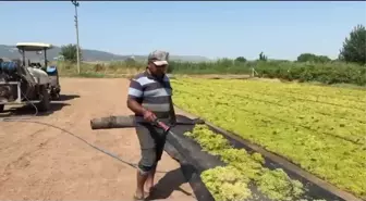 Üzüm Üreticileri TMO'nun Fiyat Açıklamasını Bekliyor