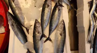 Karadeniz'de Palamut Sezonu Başladı