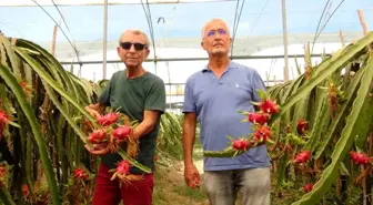 Mersin'de Ejder Meyvesi Hasadı Başladı