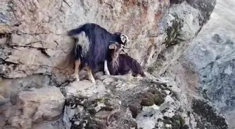 Muş Kızılağaç Kanyonu'ndaki 4 Keçi Kurtarılmayı Bekliyor