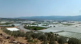 Sarıgöl'deki Üzüm Bağları Soğuk Hava Deposuna Dönüştü