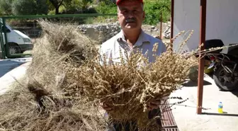 Torosların şifa dağıtan adamı