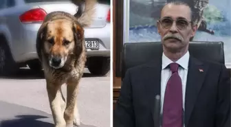 Erdal Beşikçioğlu'ndan skandal karar! Çocuğu ısıran köpeği, yakalandığı yere bırakacak