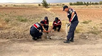 Kırıkkale'de Yaralı Bal Porsuğu Tedavi Altına Alındı