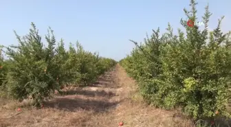 Mersin'de yılın ilk erkenci nar hasadı yapıldı