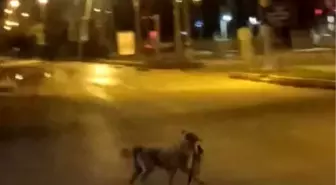 Elazığ'da sokak köpeği kediyi parçalayarak götürdü