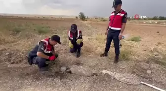 Türkiye'de nadir görülüyordu, yaralı halde bulundu