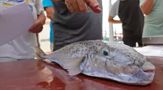 Antalya'da Balon Balığı Yakalama Yarışması Düzenlendi