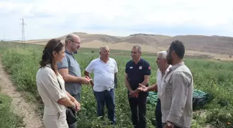 Tarım ve Orman Bakanlığı Bitkisel Üretim Genel Müdür Yardımcısı Amasya'yı Ziyaret Etti