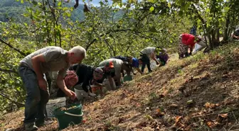 Fındık Üreticileri İmece Usulü Hasat Yapıyor