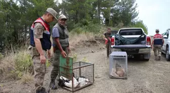 Hatay'da yaralı bulunan karaca ve 2 leylek doğaya bırakıldı