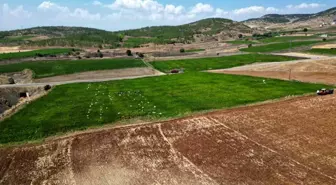 Kilis'te Acı Biber Hasadı Başladı