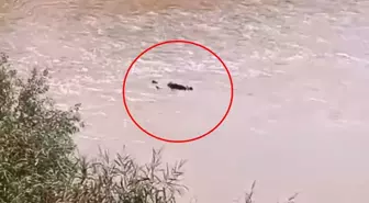 Dicle Nehri'nde bulunan ceset kayıp kişiye ait çıktı