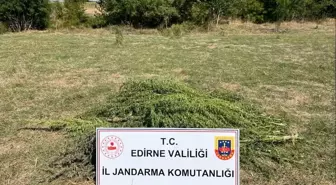 Edirne'de 300 kök Hint keneviri ele geçirildi