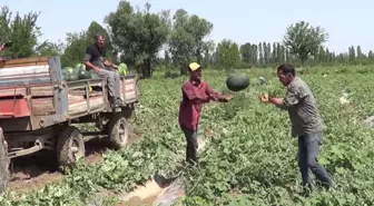 Iğdır'da Karpuz Hasadı Yapıldı