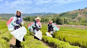 Kocaeli'de Tıbbi ve Aromatik Bitki Yetiştiriciliği Projesi ile Biberiye Hasadı Başladı