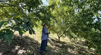 Mersin'de Ceviz Hasadı Başladı