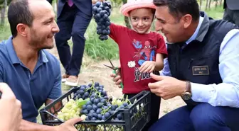 Bilecik'te Üzüm Hasadı Başladı