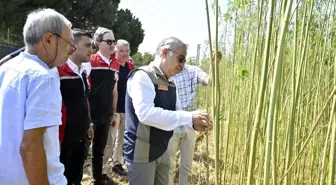 İzmir'de İlk Kez Kenevir Hasadı Yapıldı