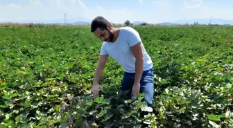 Söke İlçe Tarım ve Orman Müdürlüğü Pamuk Zararlı Kontrollerine Devam Ediyor