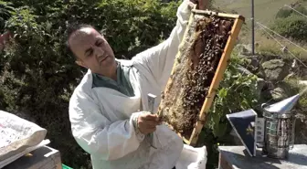 Anzer Balı'nın Sağımları Tamamlandı, Tescillenmek Üzere Tahlile Gönderilecek