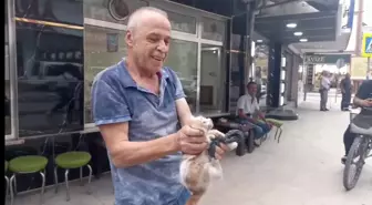 Samsun'da otomobilin altına giren kedi kurtarıldı