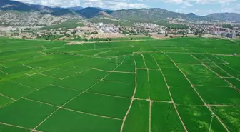 Çorum Osmancık'ta Çeltik Hasadı Başlıyor