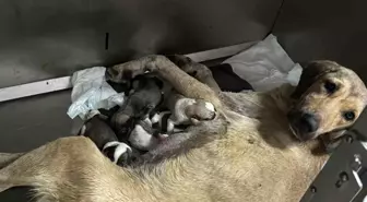 Hamile köpek otomobilin altında sürüklendi, hayvanseverler yardım etti