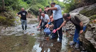 Salıpazarı'nda Dereye 5 Bin Kırmızı Benekli Alabalık Yavrusu Salındı